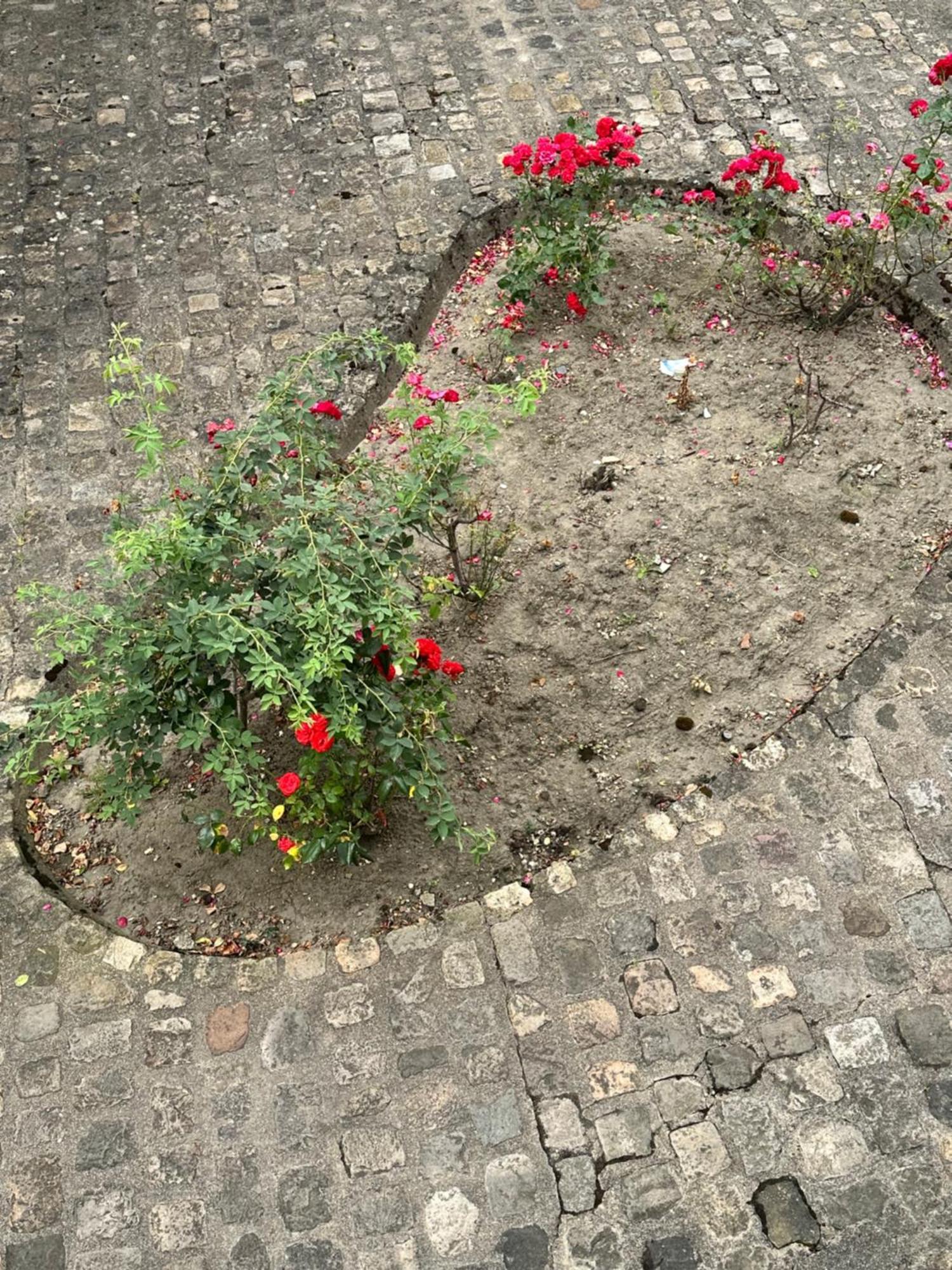 Le Cocon Parking Prive Centre Ville Gare Arpajon Dış mekan fotoğraf